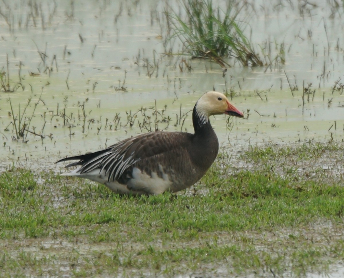 Snow Goose - ML22596361