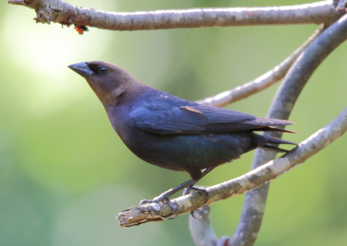 Brown-headed Cowbird - ML225965461