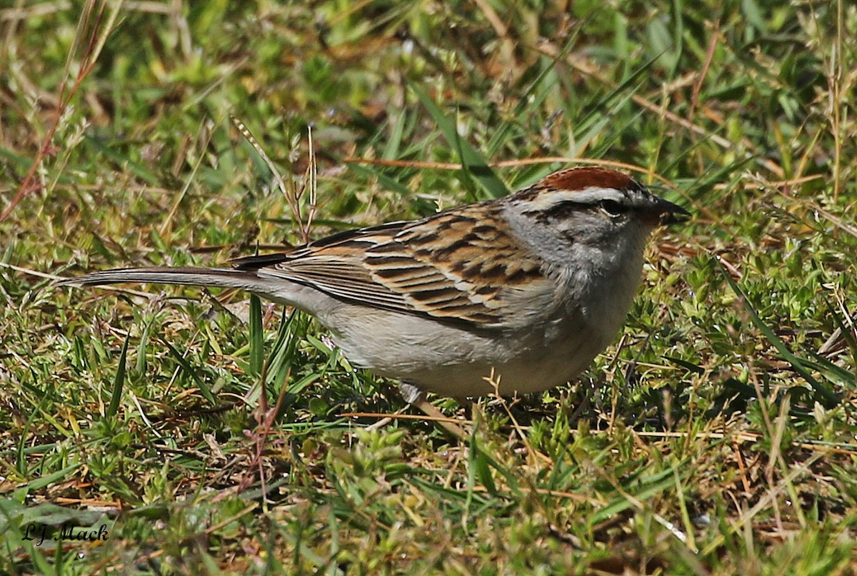 Chipping Sparrow - ML225969321