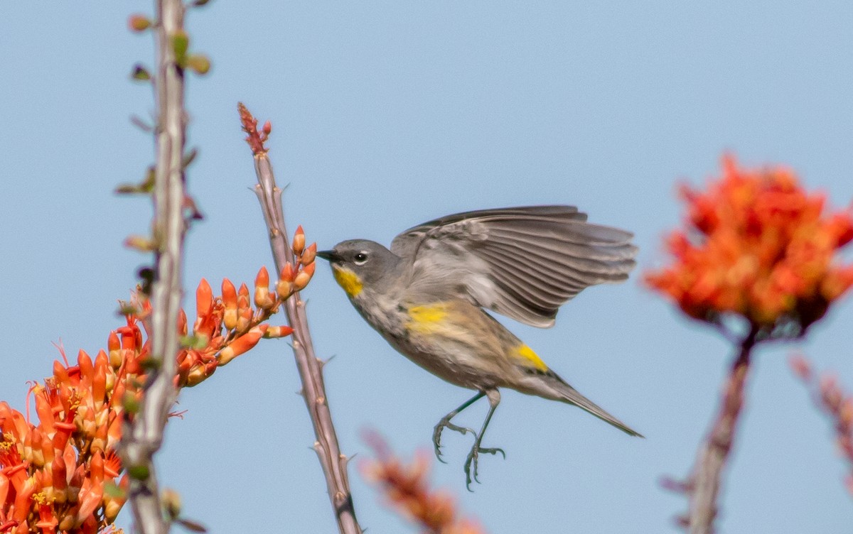 Yellow-rumped Warbler (Audubon's) - Nick Pulcinella