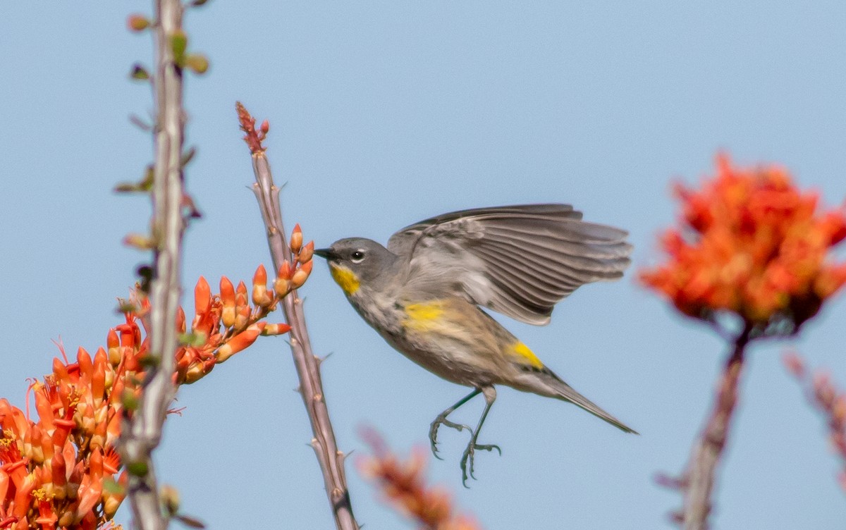 Yellow-rumped Warbler (Audubon's) - ML225974421