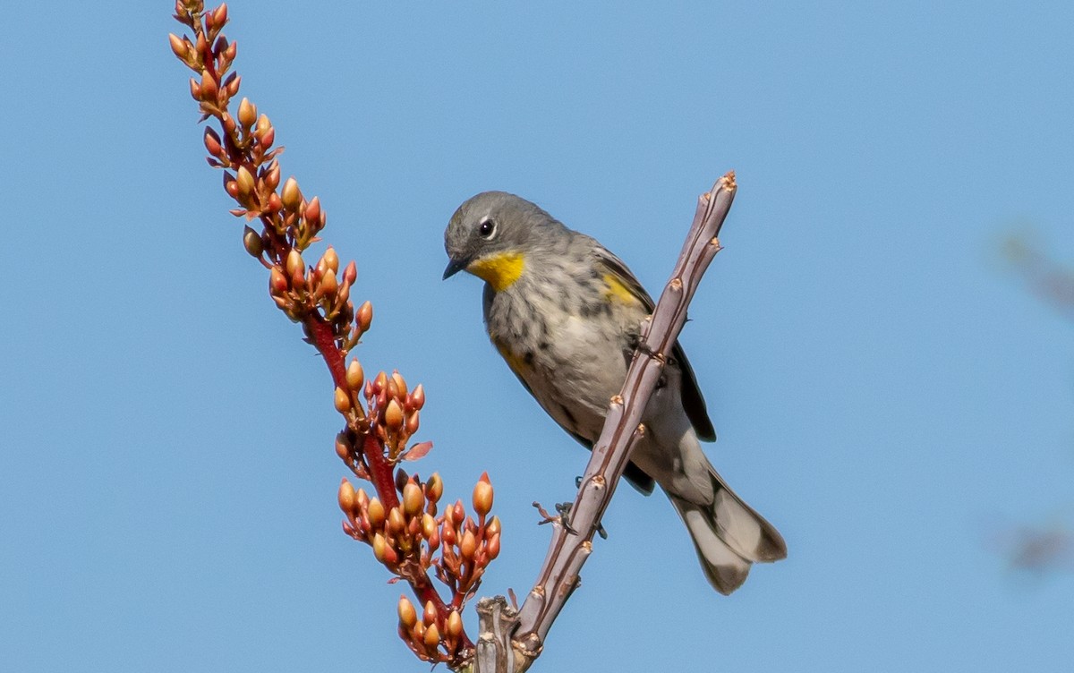Yellow-rumped Warbler (Audubon's) - ML225974511