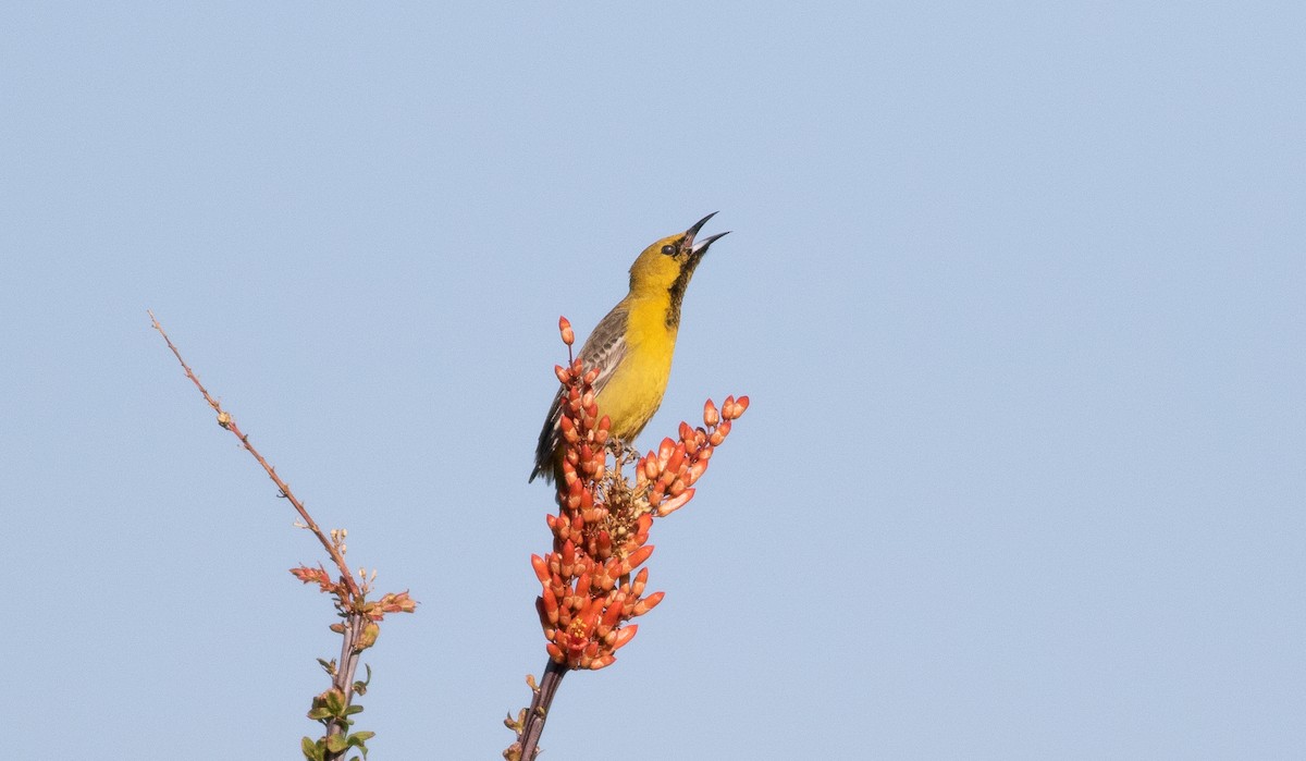 Hooded Oriole - ML225974621