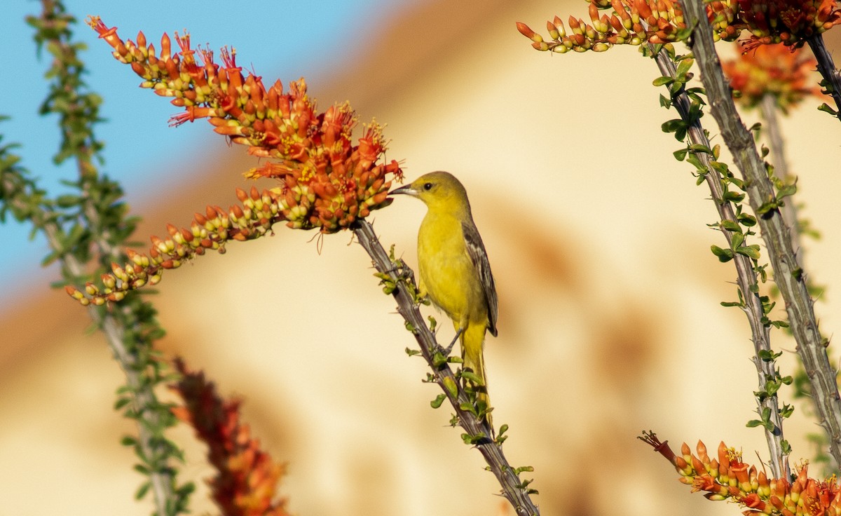 Hooded Oriole - ML225974641