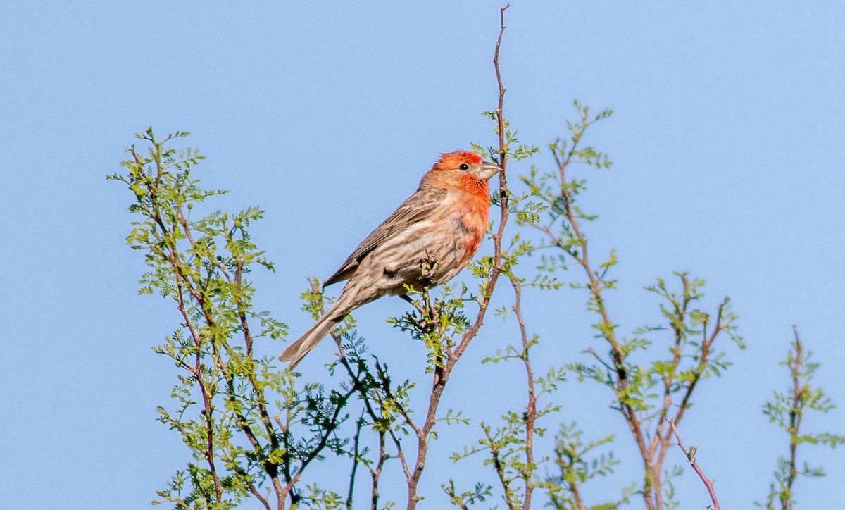 House Finch - ML225974731