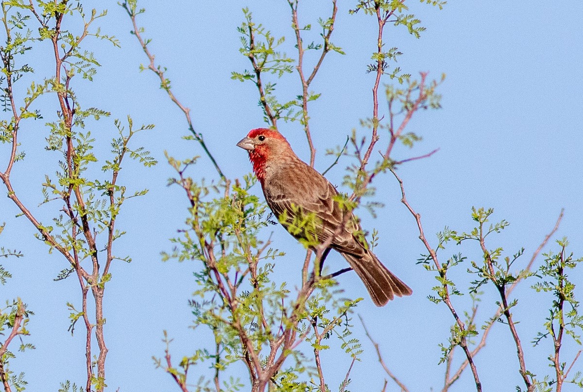 House Finch - Nick Pulcinella