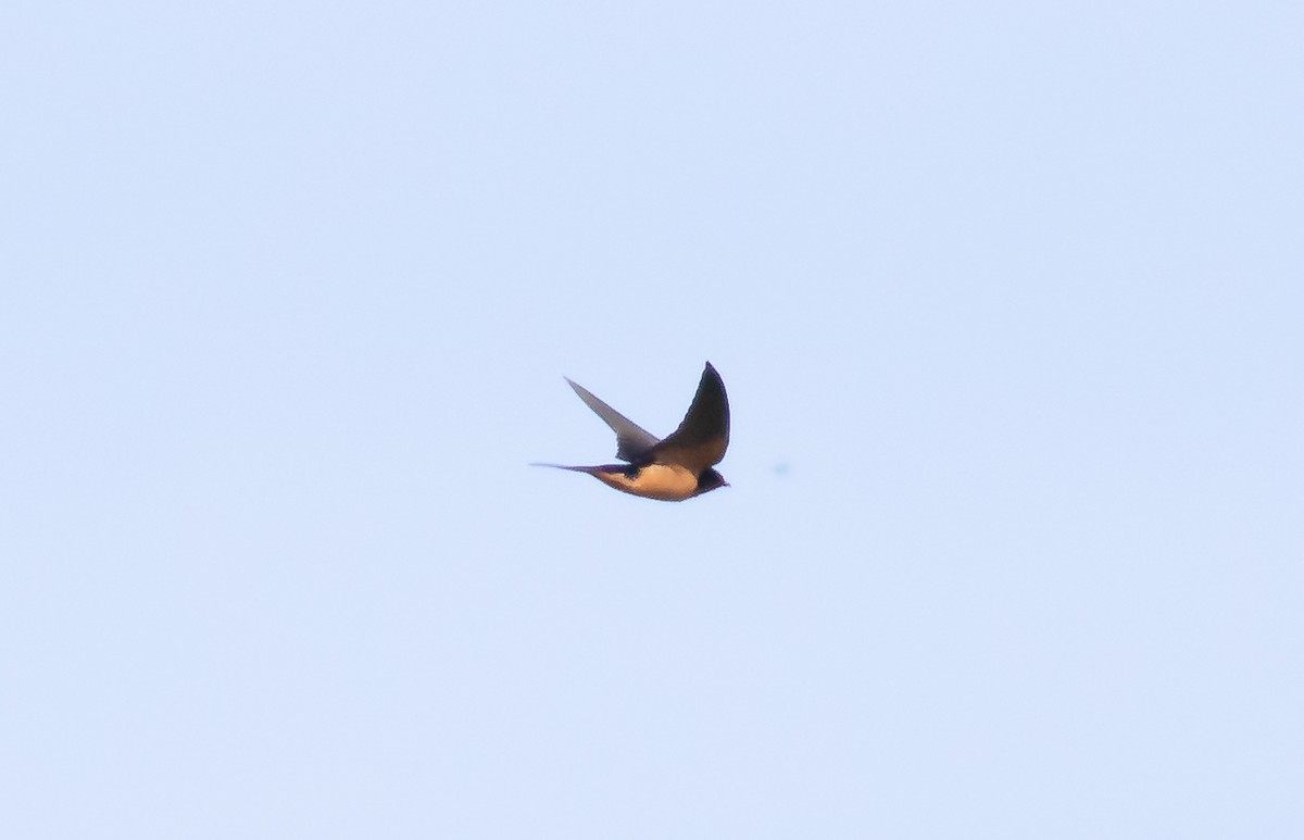 Barn Swallow - ML225974821