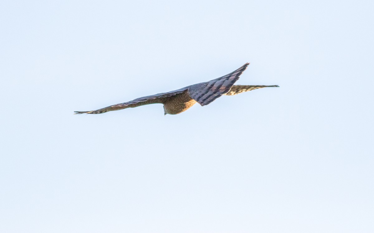 Cooper's Hawk - Nick Pulcinella