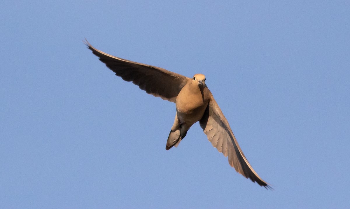 Mourning Dove - ML225975171