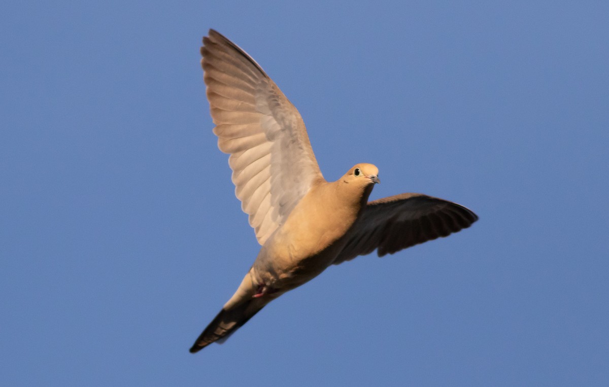 Mourning Dove - ML225975181