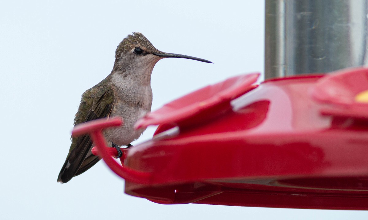 Black-chinned Hummingbird - ML225975281