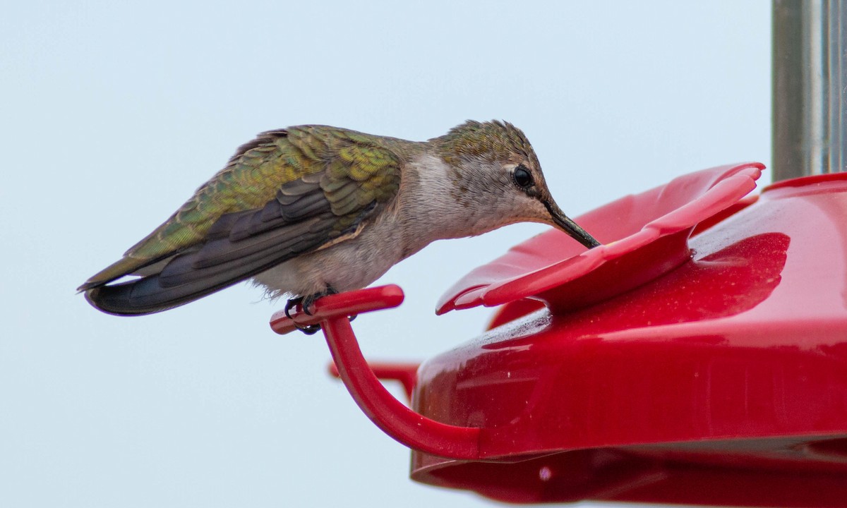 Black-chinned Hummingbird - ML225975291