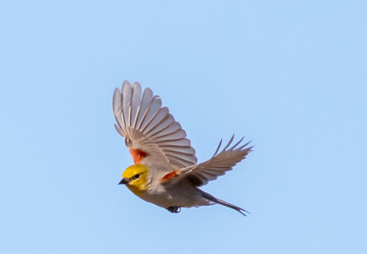 Verdin - Nick Pulcinella