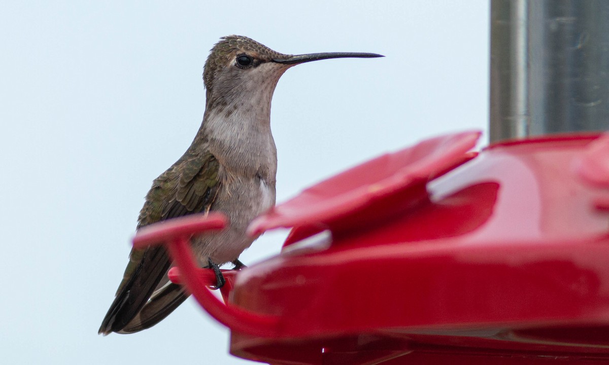 Black-chinned Hummingbird - ML225975361