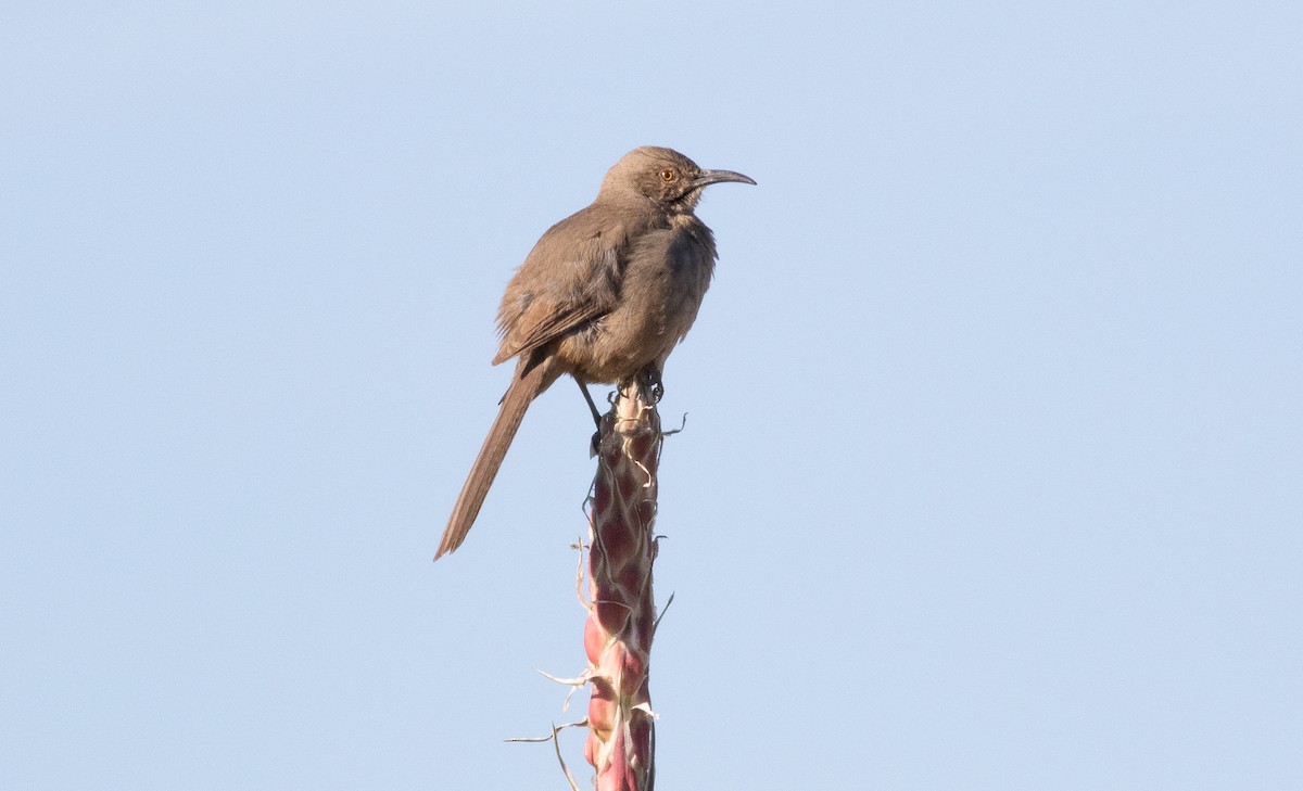 Curve-billed Thrasher - ML225975401