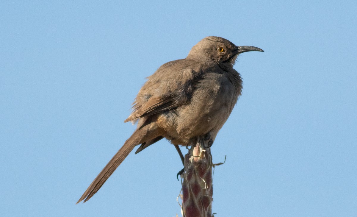 Curve-billed Thrasher - Nick Pulcinella