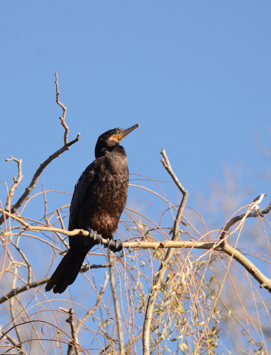 Cormoran vigua - ML225978061