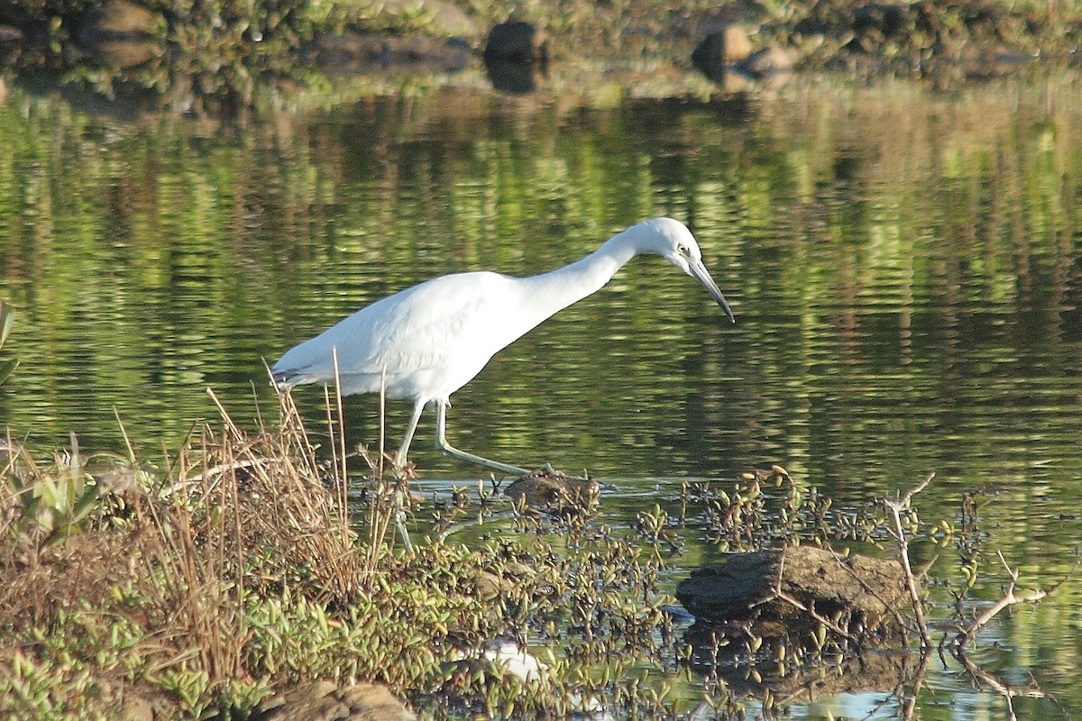 Little Blue Heron - ML225978121