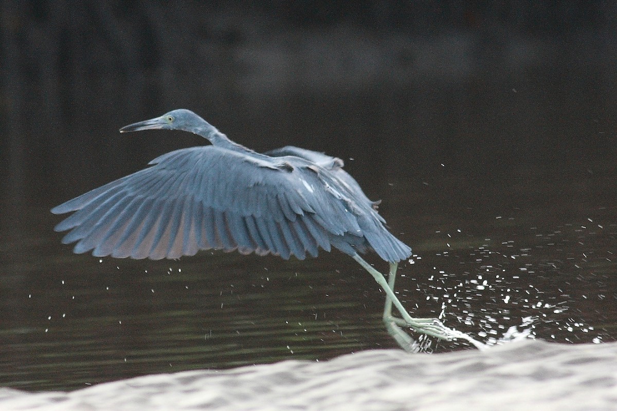 Little Blue Heron - ML225980021