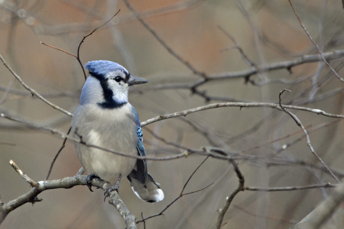 Blue Jay - Vern Faber