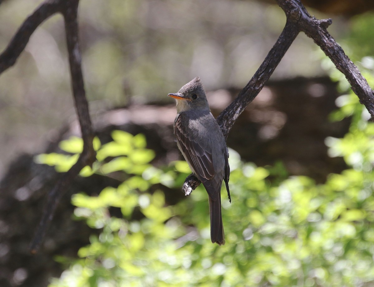 Greater Pewee - ML225982201
