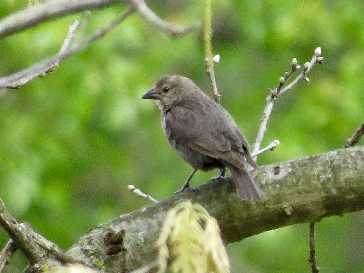 Brown-headed Cowbird - ML225983301