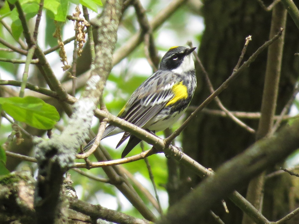 Yellow-rumped Warbler - ML225983411