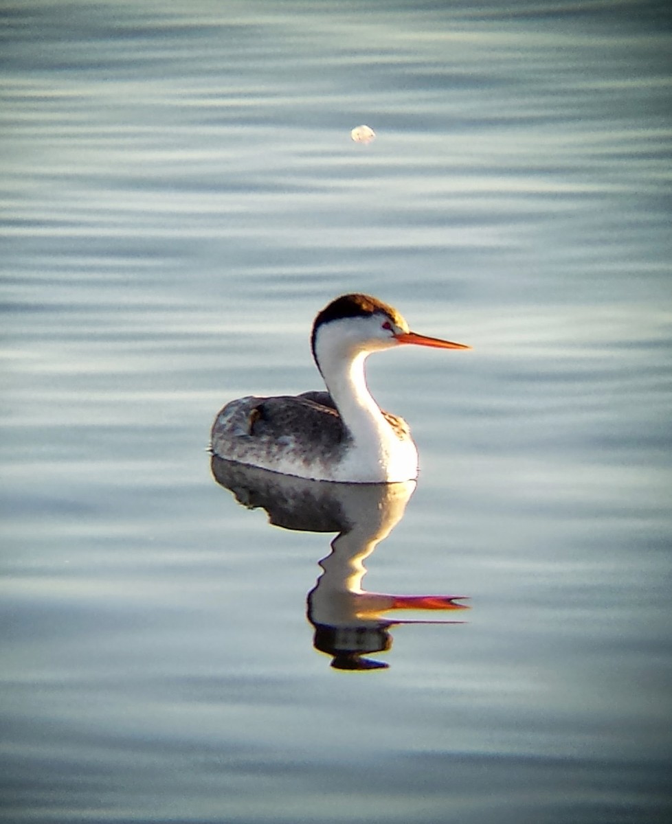 Clark's Grebe - Jay McGowan