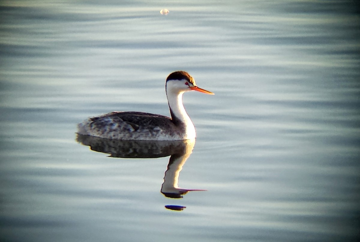 Clark's Grebe - ML22598441