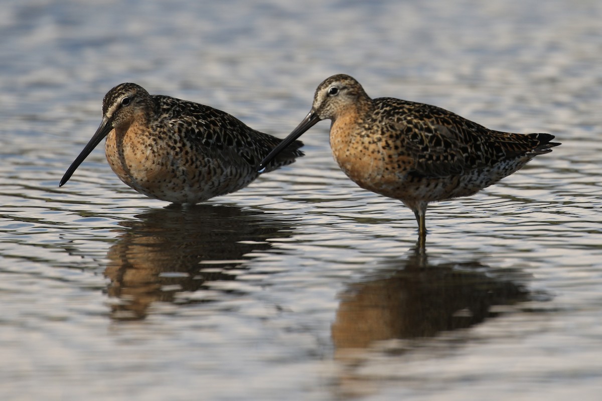 kortnebbekkasinsnipe - ML225986631