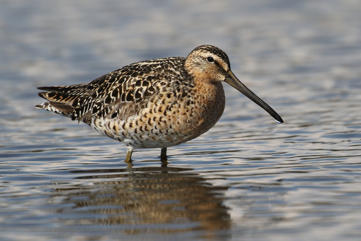 kortnebbekkasinsnipe - ML225986871