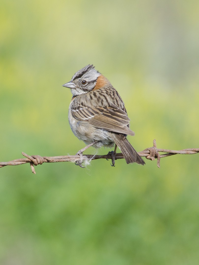 Rufous-collared Sparrow - ML225986911