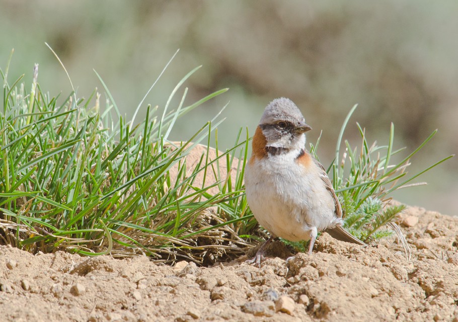 Rufous-collared Sparrow - ML225986941