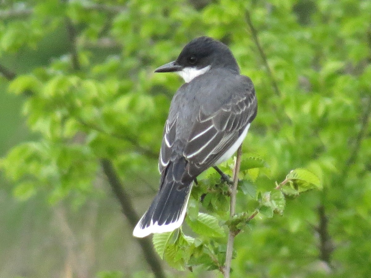 Eastern Kingbird - ML225987071