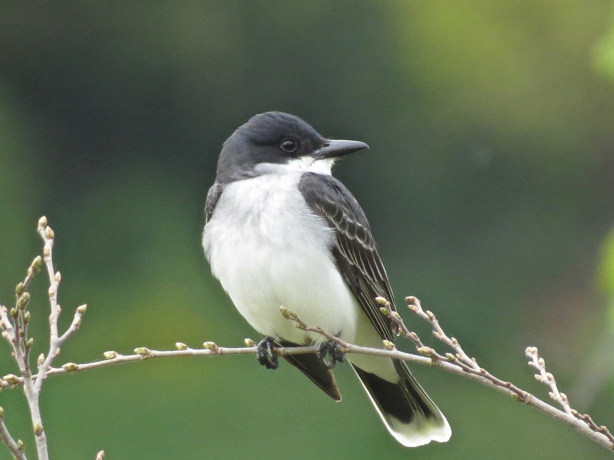 Eastern Kingbird - ML225987091