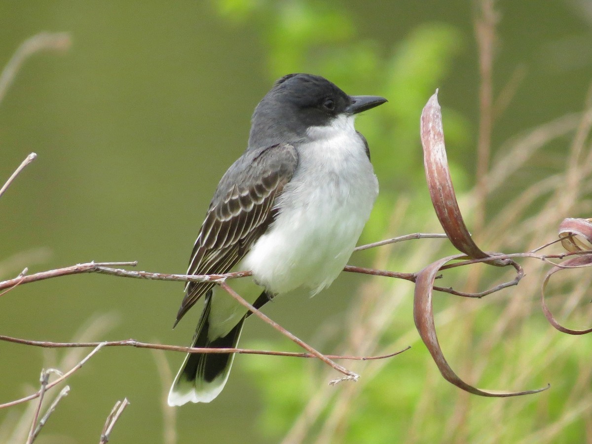 Eastern Kingbird - ML225987101