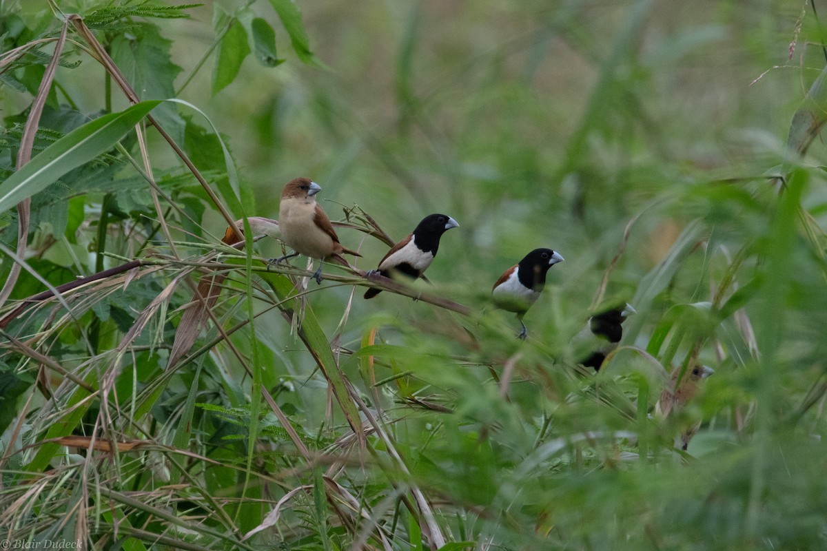 Tricolored Munia - ML225987201