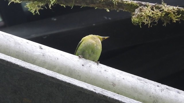 Green Honeycreeper - ML225987281