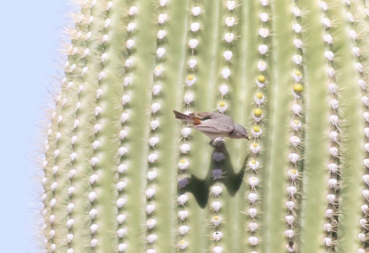 Lucy's Warbler - ML225988071