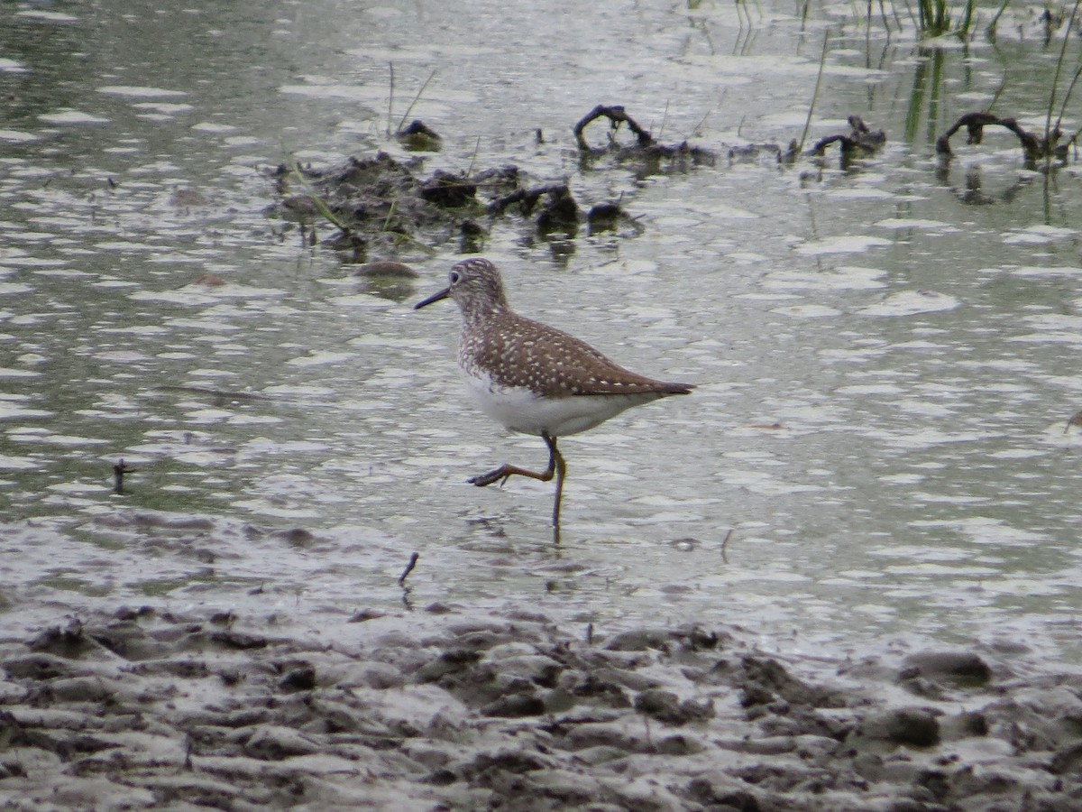 Solitary Sandpiper - ML225990551