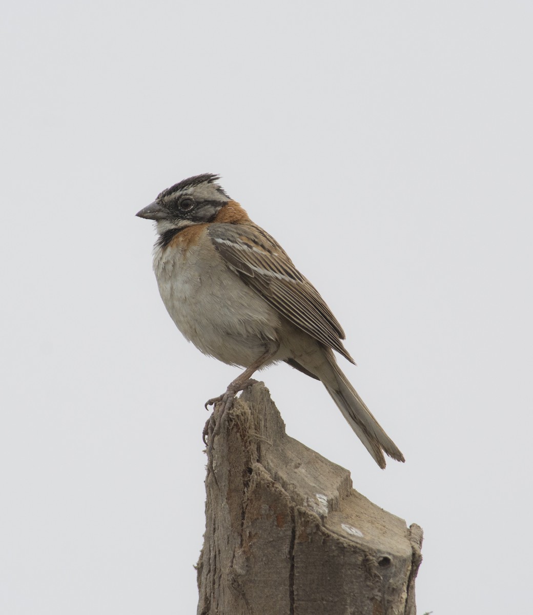 Rufous-collared Sparrow - ML225990701