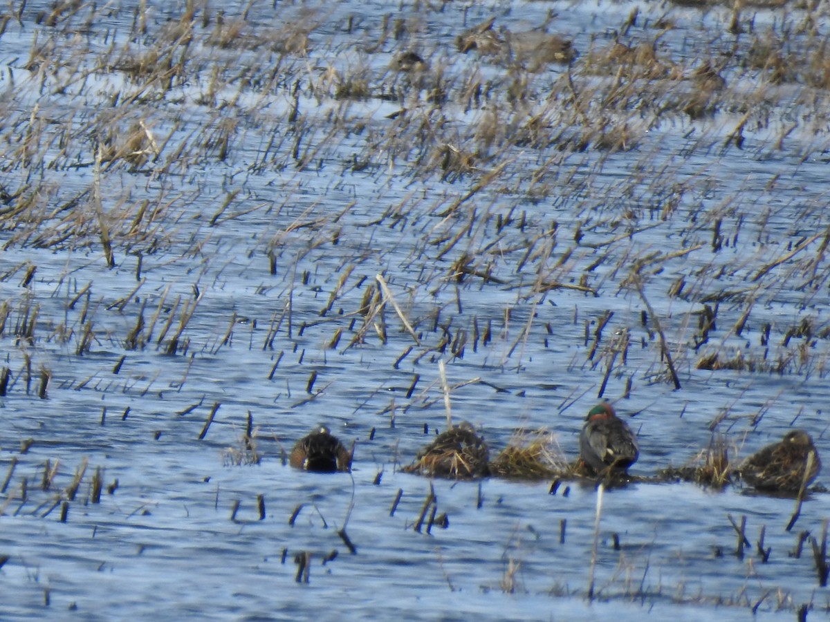 Green-winged Teal (American) - Liren Varghese