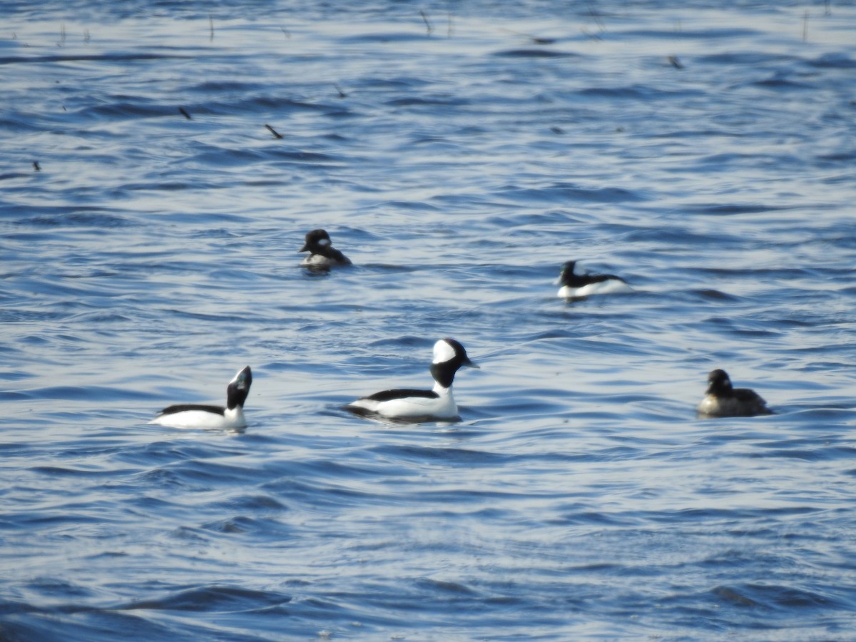 Bufflehead - ML225991581