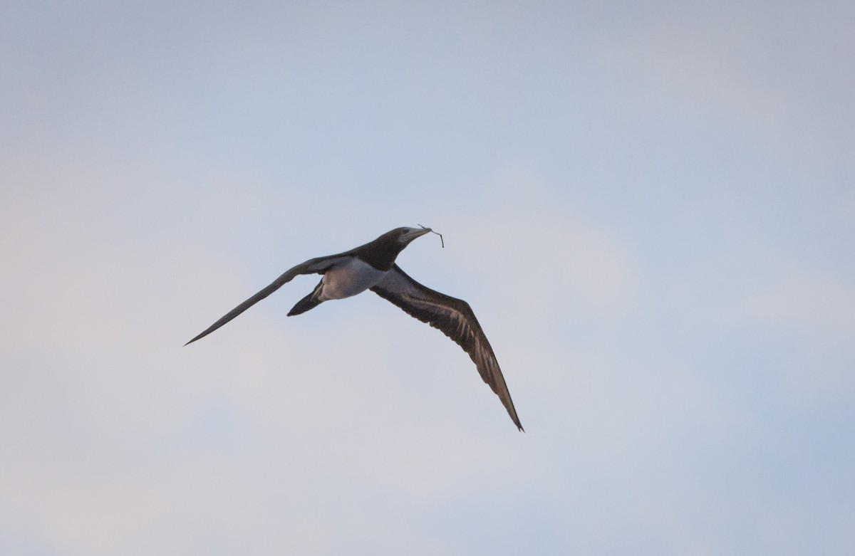 Brown Booby - Cristian Pinto Fernandez