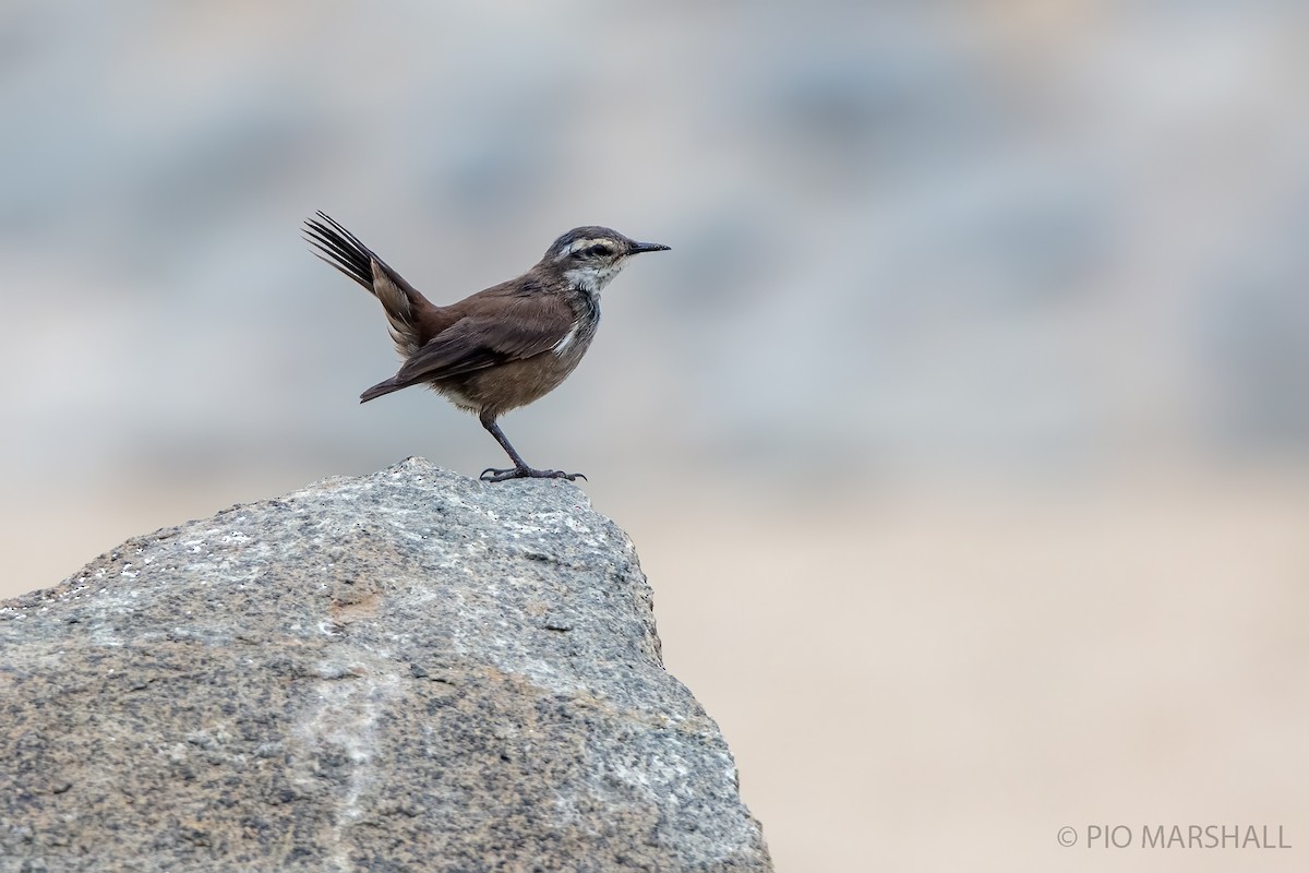 Buff-winged Cinclodes - Pio Marshall