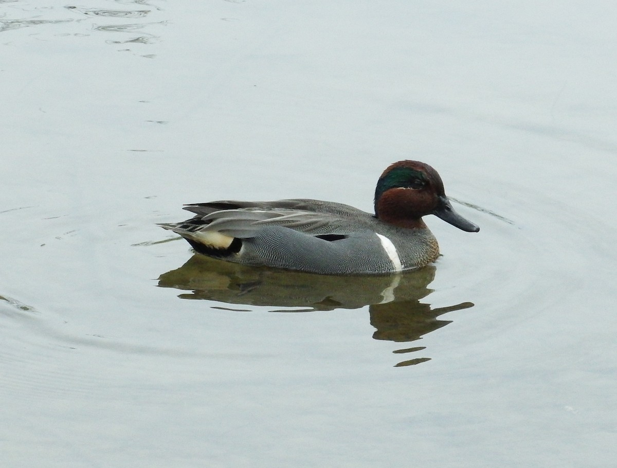 Green-winged Teal - ML225998141