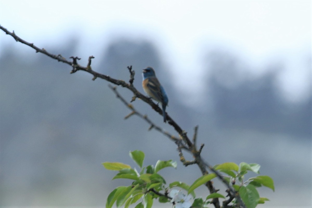 Lazuli Bunting - ML225998151