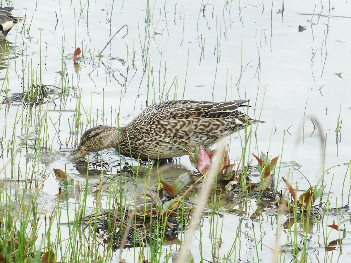 Green-winged Teal - ML225998161