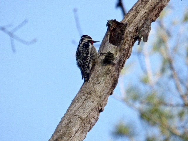 Yellow-bellied Sapsucker - ML225998521