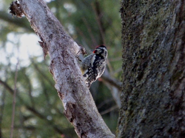 Yellow-bellied Sapsucker - ML225998531